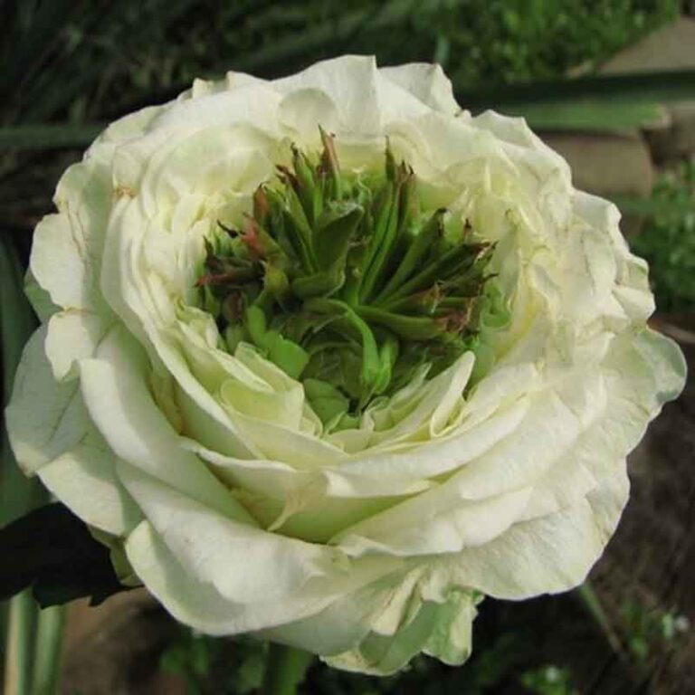 Роза чайно гибридная Грин Ай в коробке Биосфера 