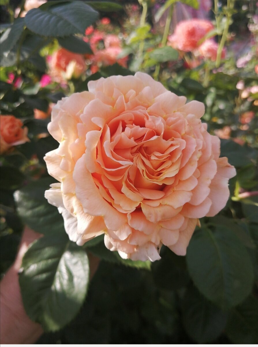 Роза шраб Полька в коробке Аэлита 