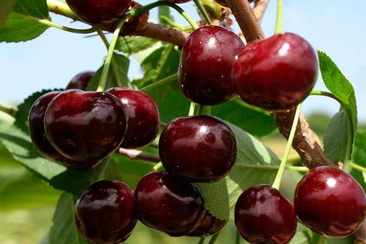 Вишня Жуковская средн v7 100-140 Tim 