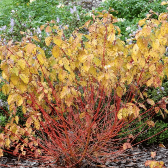 Дерен белый Гаучалти v2 Lav 