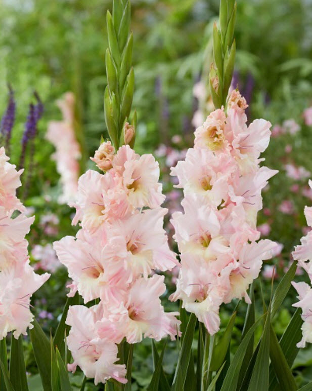 Луковица Гладиолус гофрированный Пинк Лайтнинг 10/12 5шт. Поиск 