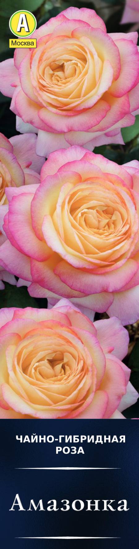 Роза чайно-гибридная Амазонка в коробке Аэлита 
