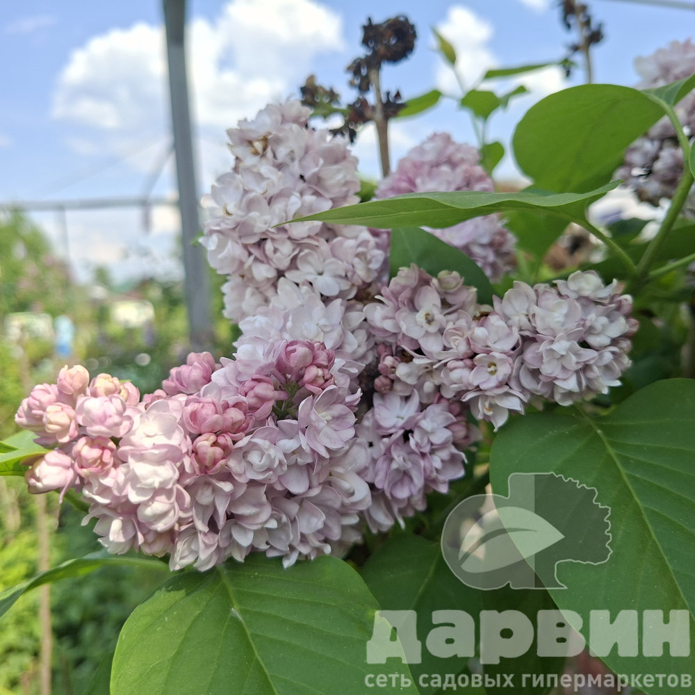 Сирень обыкновенная Жди меня C10 80-100 YP 