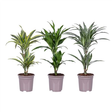 Драцена Деременсис 2ст микс d17 h70 