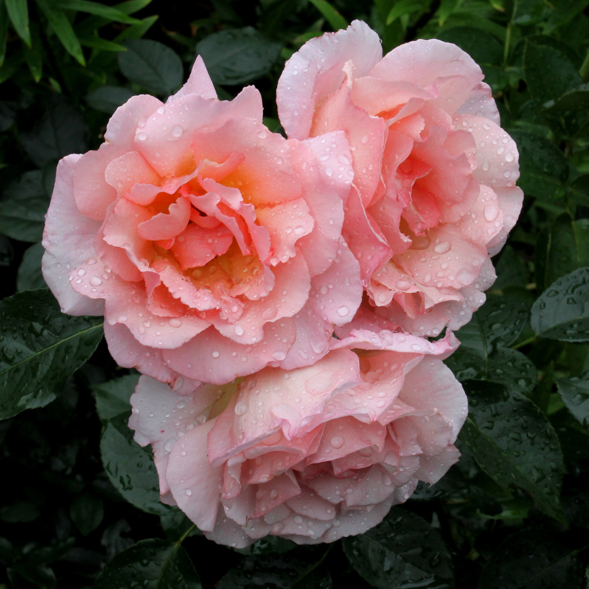 Роза плетистая Компасион в коробке ЦО 