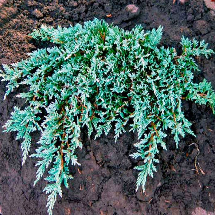 Растение можжевельник горизонтальный Винтер блю C3, 20-30 Bor по цене  Растение можжевельник горизонтальный Винтер блю C3, 20-30 Bor