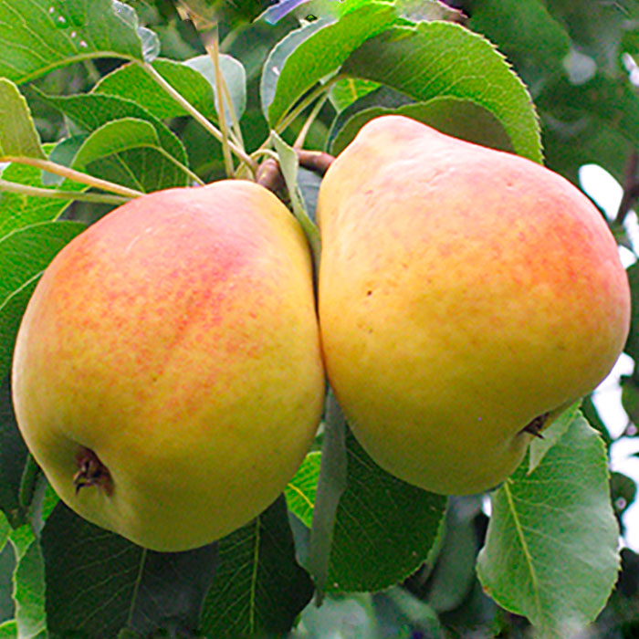 Груша Флейта 3-х летка 