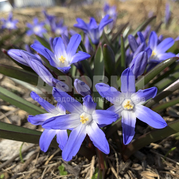 Луковица хионодокса Блю Джайант 5/+, 15 шт/уп 