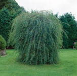 Ива пурпурная  "Пендула"  160см с5 