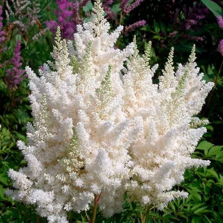 Корневище Астильба Арендса Браутшлейер 1 шт Поиск 