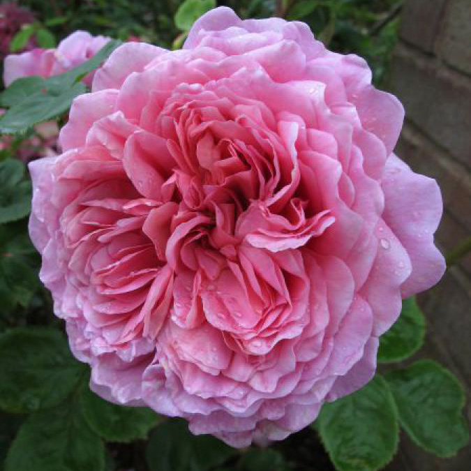 Роза английская парковая Принцесс Алесандра оф Кент розовый в коробке ЦО

в коробке ЦО 