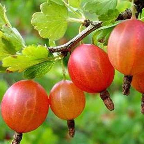 Крыжовник Яркий, розовый С2 Н20-40 ЦО 