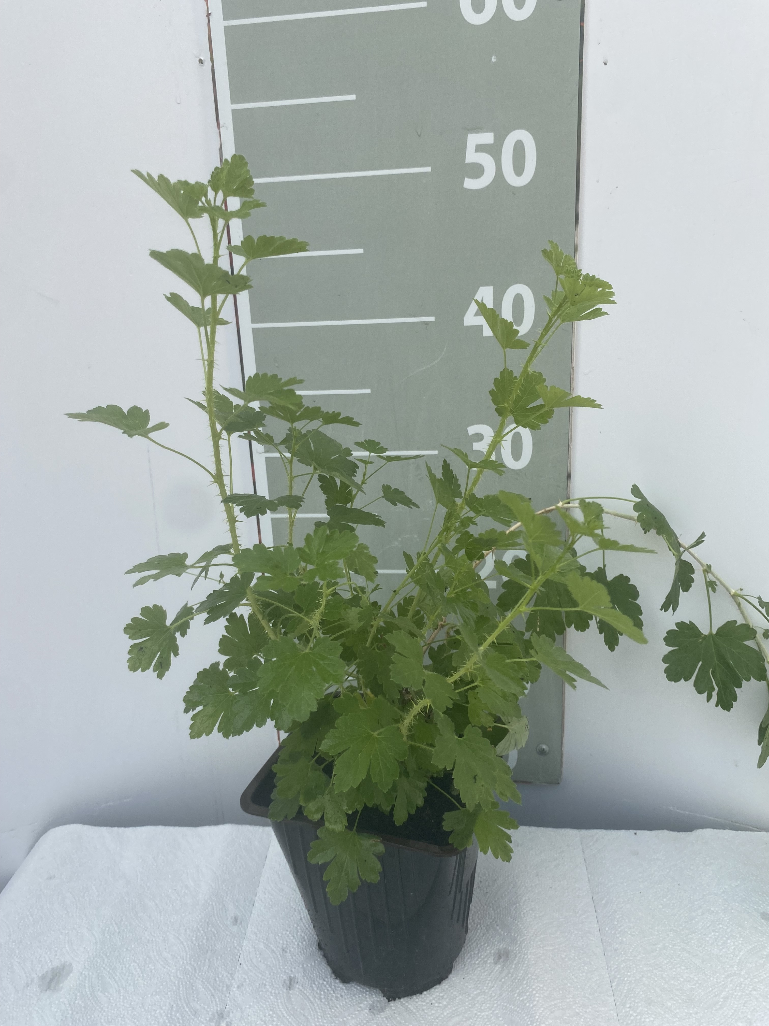 Смородина черная Купава v2 Lav 