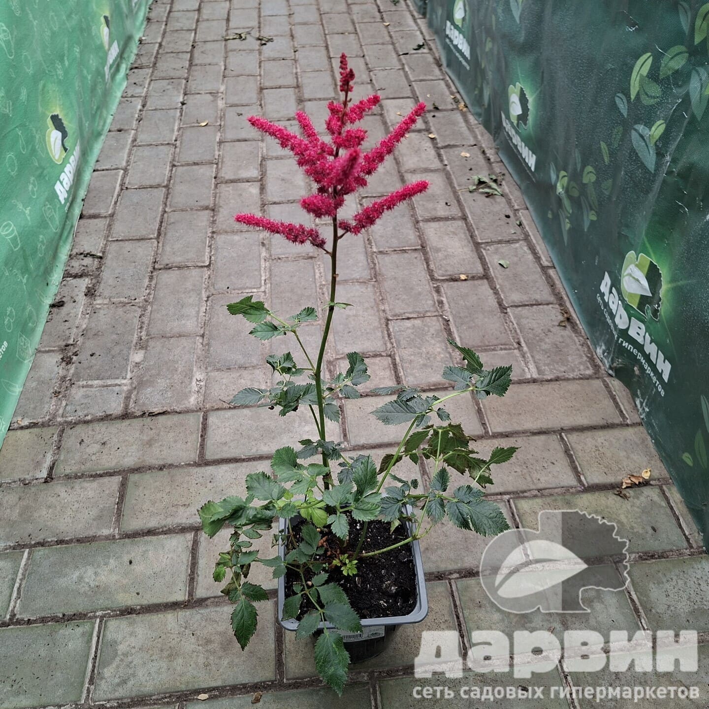 Астильба Хот Перлс v2 Tim 