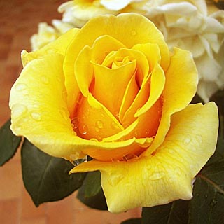 Роза чайно-гибридная Варшава, c5 Tim 