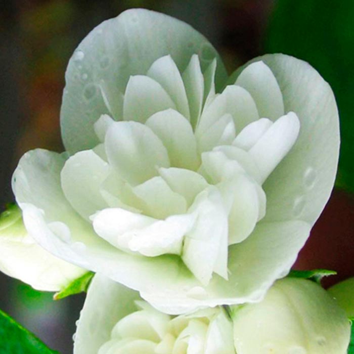 Чубушник Алебастр c3 h30-40 Tum 