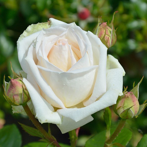 Роза чайно-гибридная Мадам Энизетт в коробке ЦО 