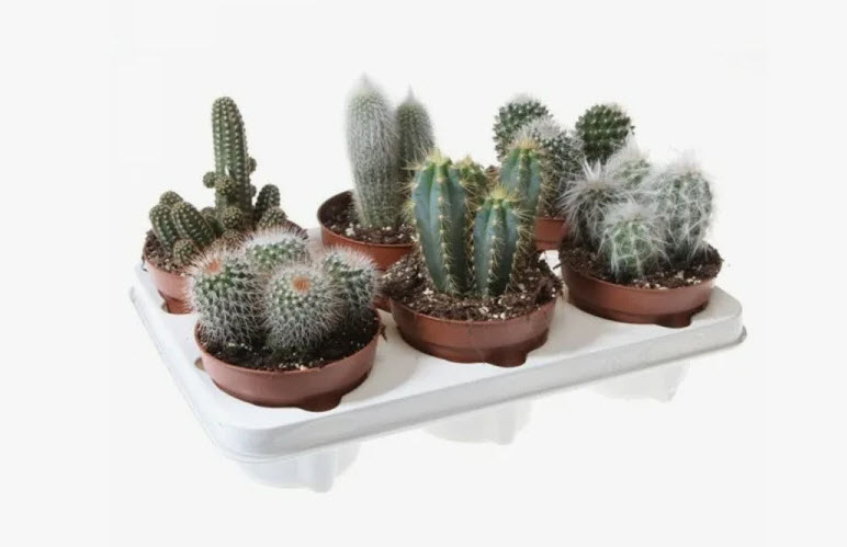 Кактус Сантьяго микс d5 h12 