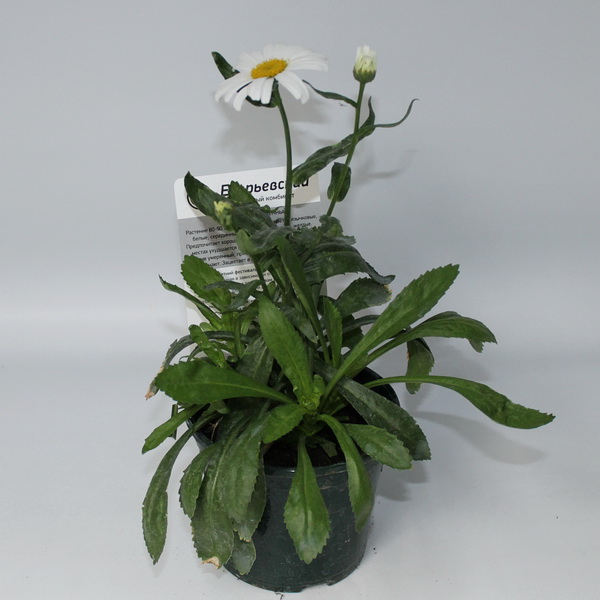 Леукантемум (ЛФ) d12 