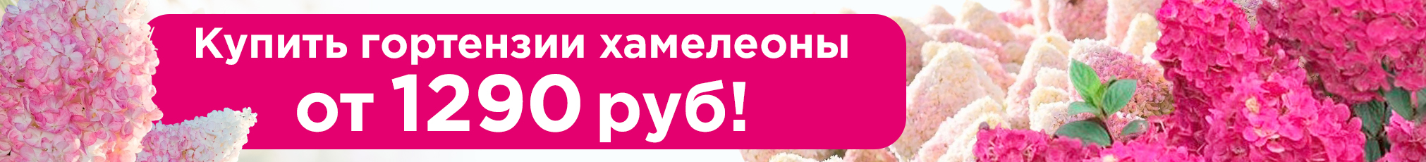 Гортензия метельчатая