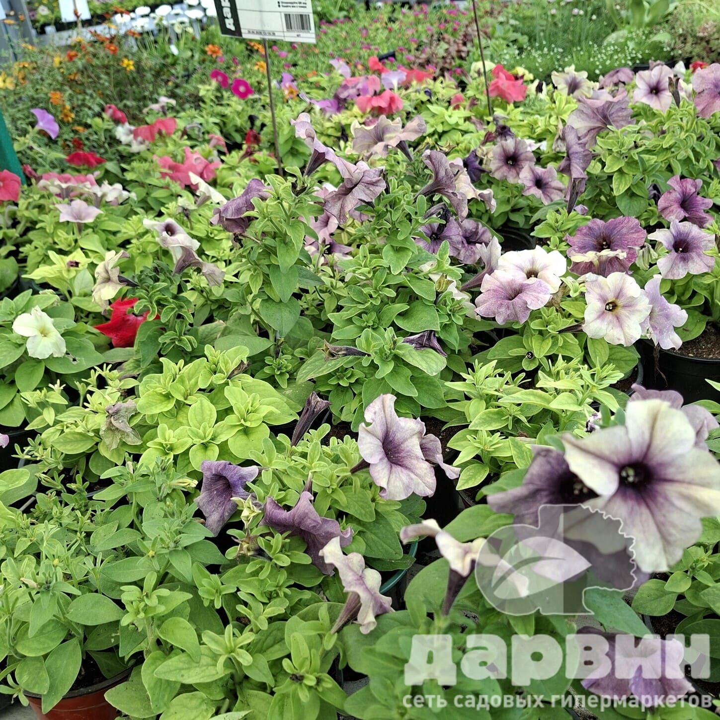 Петуния d12 Tim 