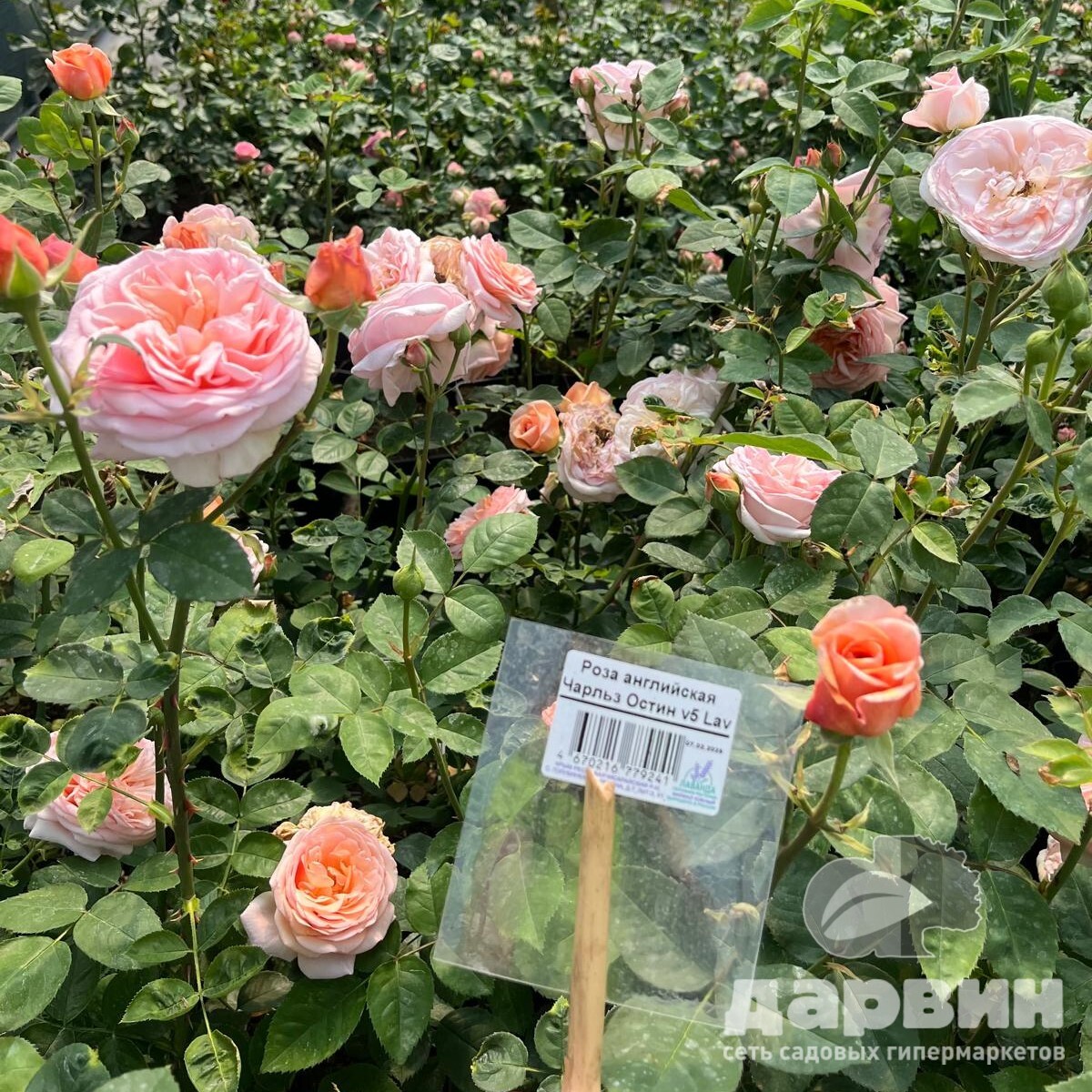 Роза английская Чарльз Остин v5 Lav 