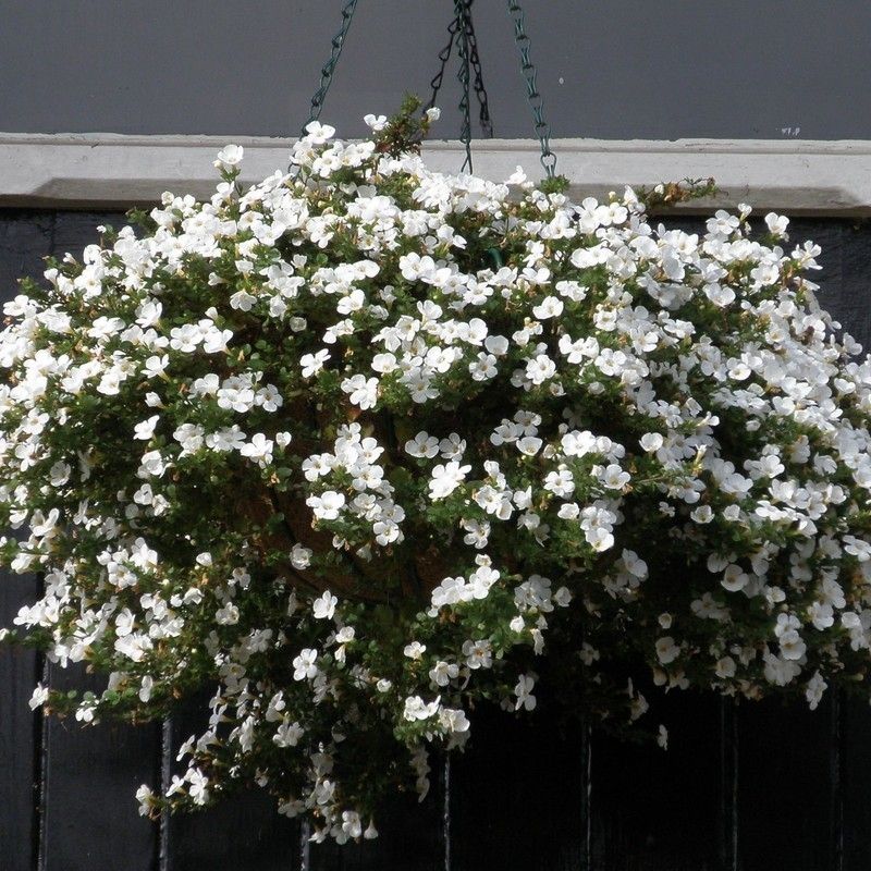 Бакопа ампельная Фелс смесь D23 ПВ 