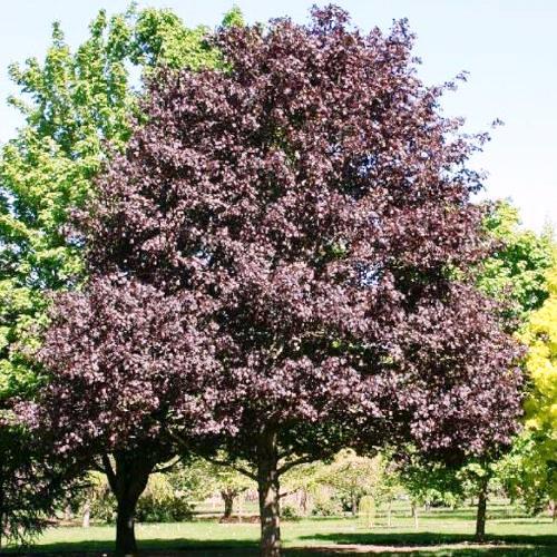 Клён остролистный Роял Ред C5 120-140 