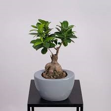 Фикус микрокарпа Гинсенг в керамике d19 h45 