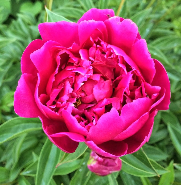 Пион Виктор де ла Марн v5 Tim 