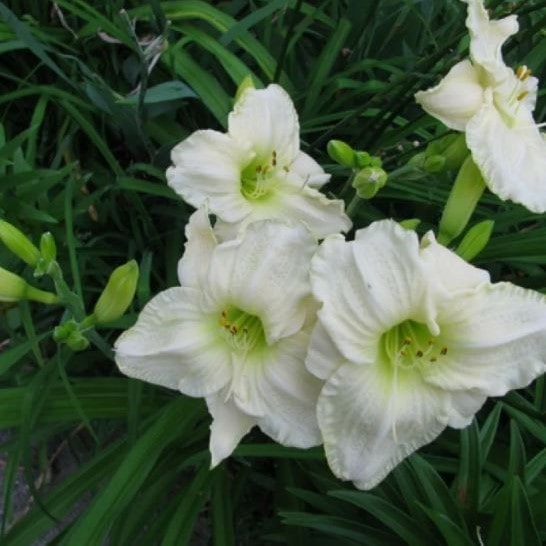 Лилейник Кул Ит v2 Tim 