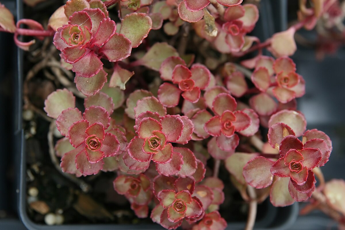 Седум Ред Карпет d12 ХР 