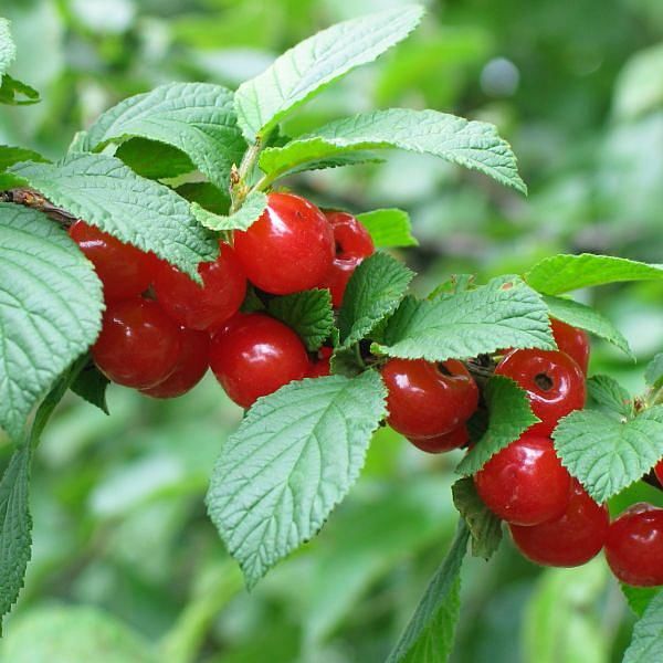 Вишня войлочная Огонек v7.5 60-80 