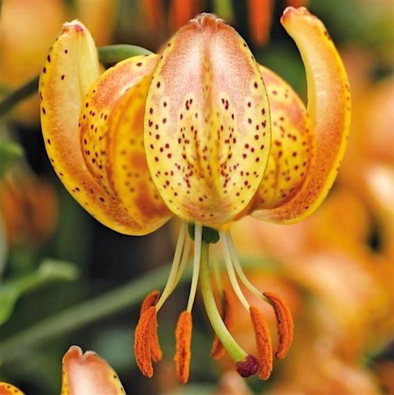 Луковица НВМ Лилия Кудреватая  Пеппард голд 12/14 1 шт 