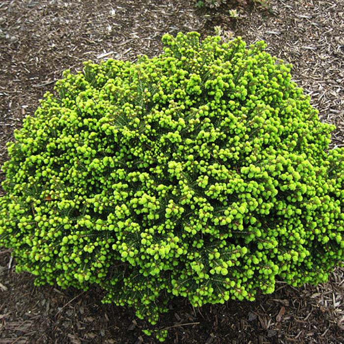 Ель обыкновенная Литл Джем v5 25-30 Bor по цене  Ель обыкновенная Литл Джем v5 25-30 Bor