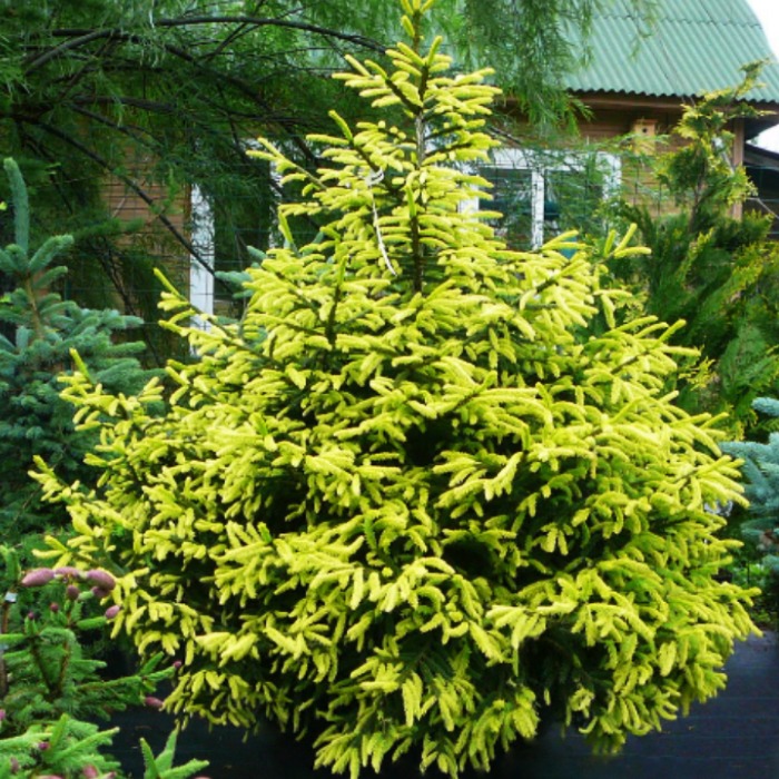 Ель восточная Голден старт с3 BL 