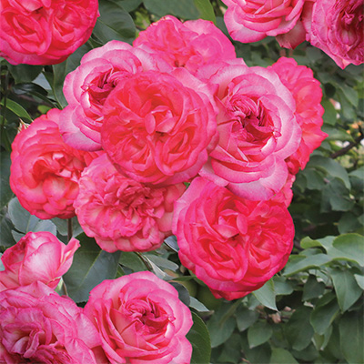 Роза плетистая Антик-89 в коробке ЦО 