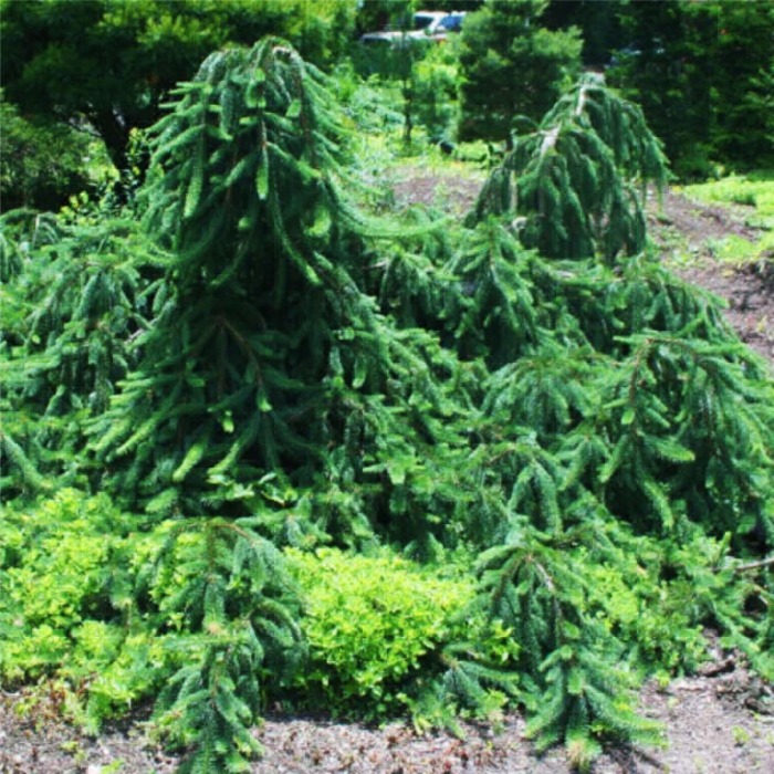 Растение ель сизая Пендула 60-80 см С7,5, Mt 