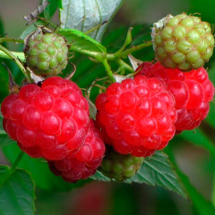 Малина Солнышко красная в коробке Tim 