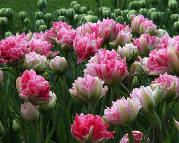 Луковица Тюльпан Кул Кристал 12/14, 5 шт/уп 