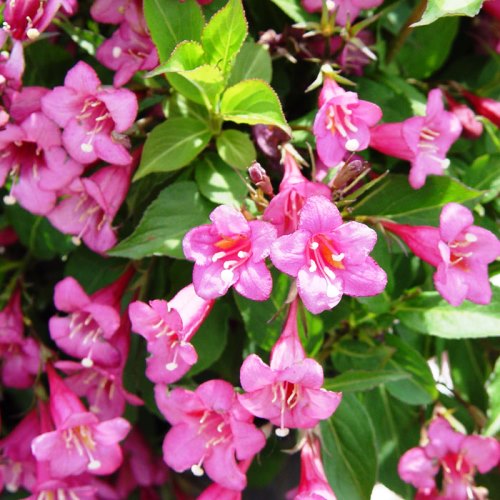 Вейгела Эвита c2 h20-40 UL 