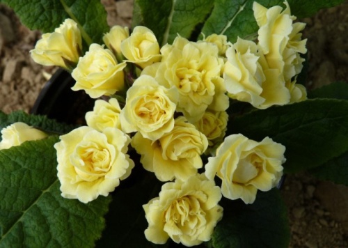 Кореневище Примула Бонёр 1шт Поиск 