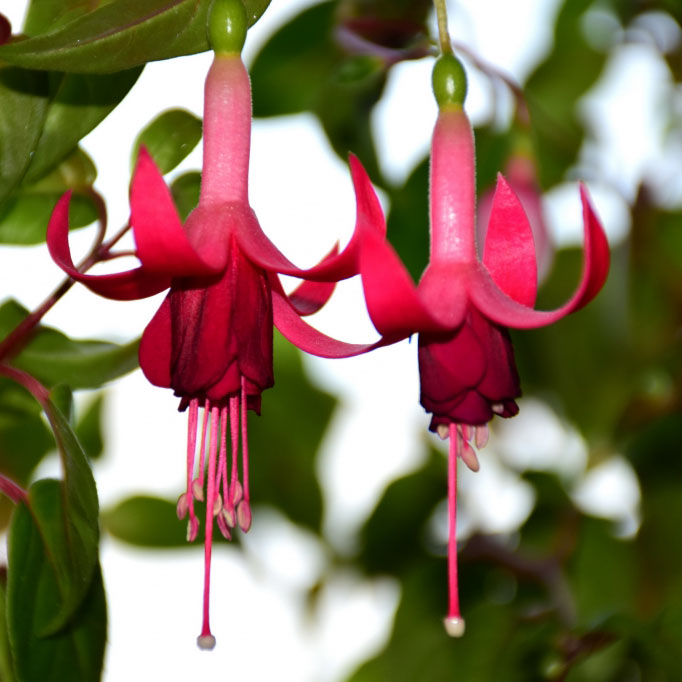 Фуксия ампельная в ассортименте в12 ЕГ 