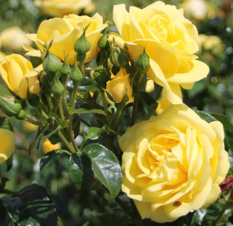 Роза шраб Эмиль Нольде в коробке Биосфера 