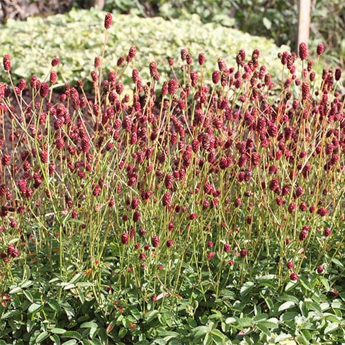 Кровохлебка лекарственная Грейт Бурнет d12 ХР 