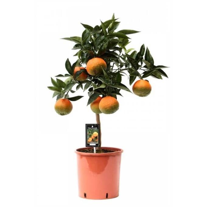 Цитрус Апельсин на штамбе d21 h80 