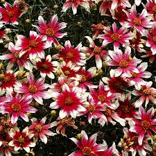 Кореопсис Санстар Роуз (С2) ЦО 