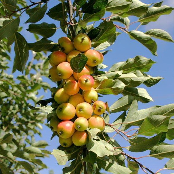 Яблоня Джон Доуни с3/60-100 Bor 