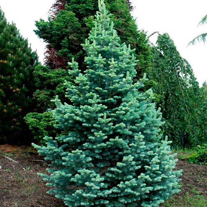 Растение пихта горная 60- 80см 