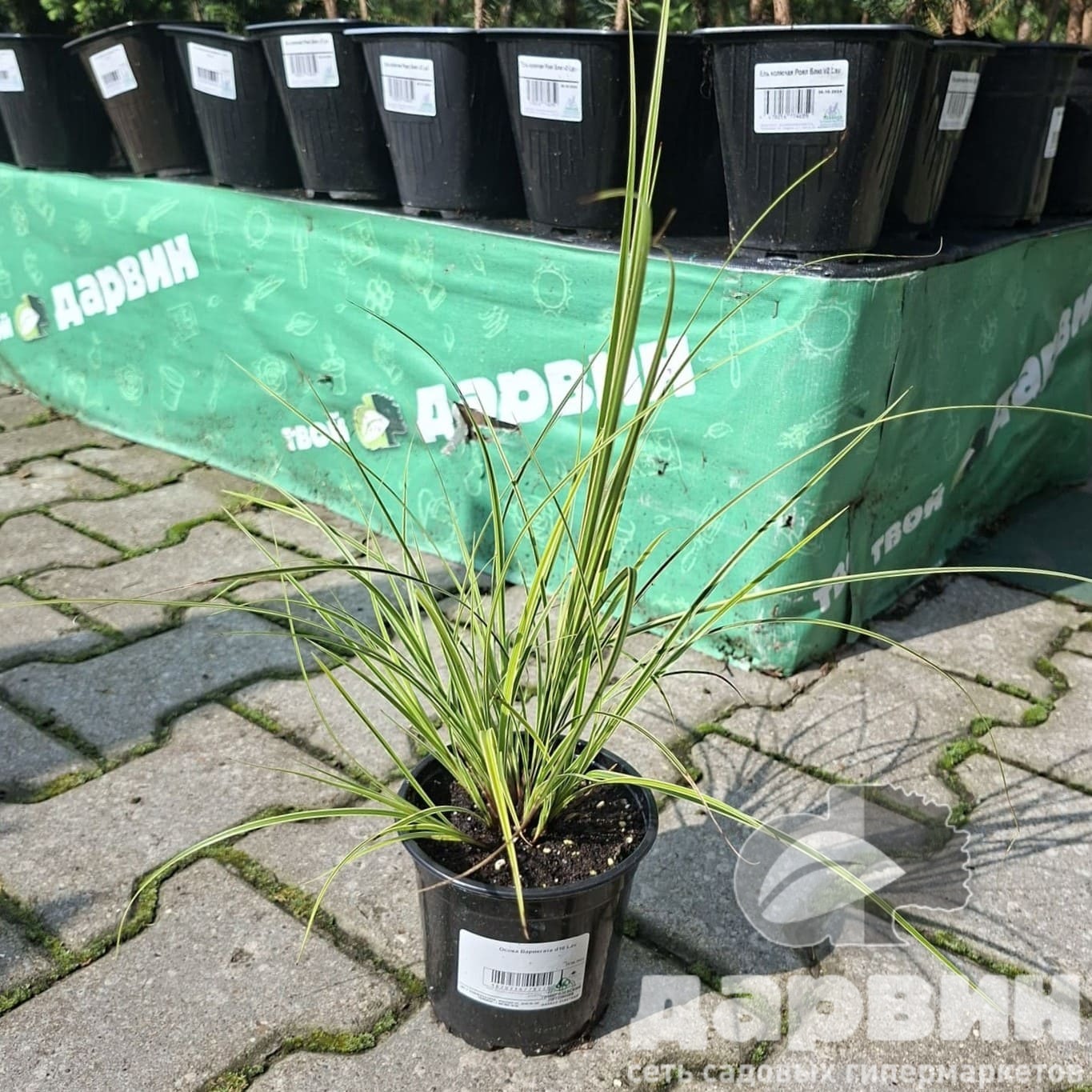 Осока Вариегата d10 Lav 